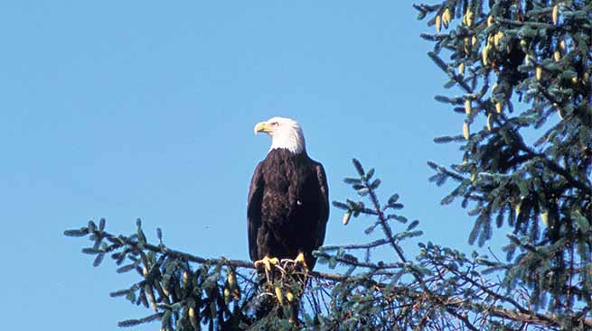 bald eagle